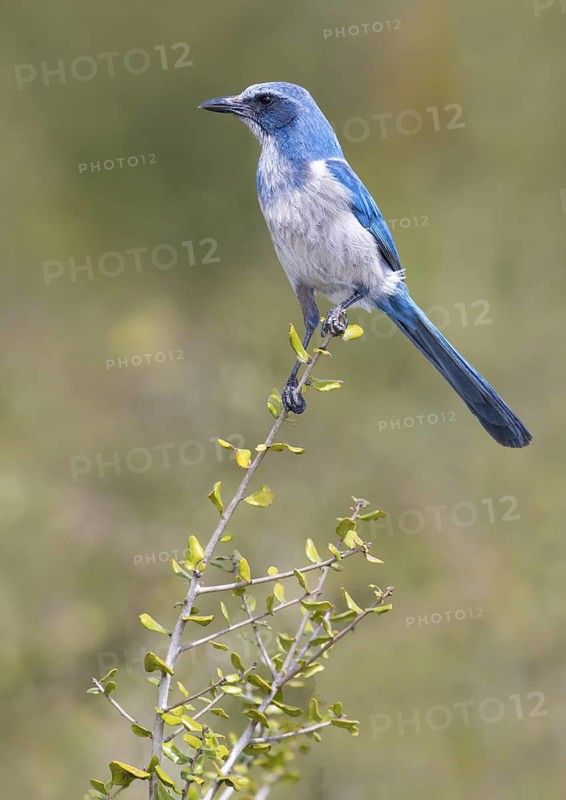 Florida Scrub Jay (Aphelocoma coerulescens) - Florida, USA