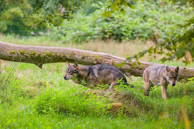 A eurasian gray wolf (Canis lupus lupus) shits on a green meadow in an open forest. A second wolf is close by