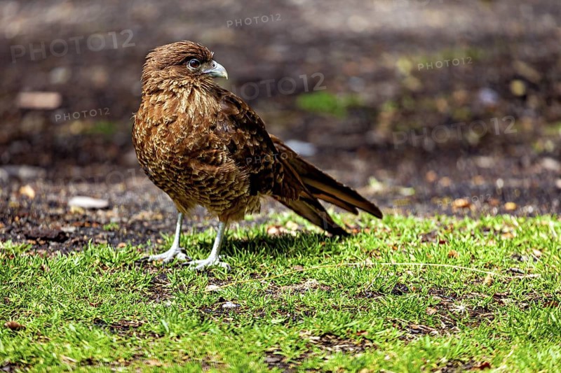 A brown bird of prey stands on green grass in a natural environment, The Chimango caracara (Phalcoboenus chimango) in South America Argentina