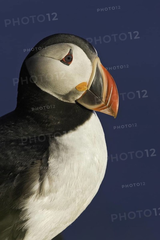 Atlantic Puffin (Fratercula arctica), Iceland