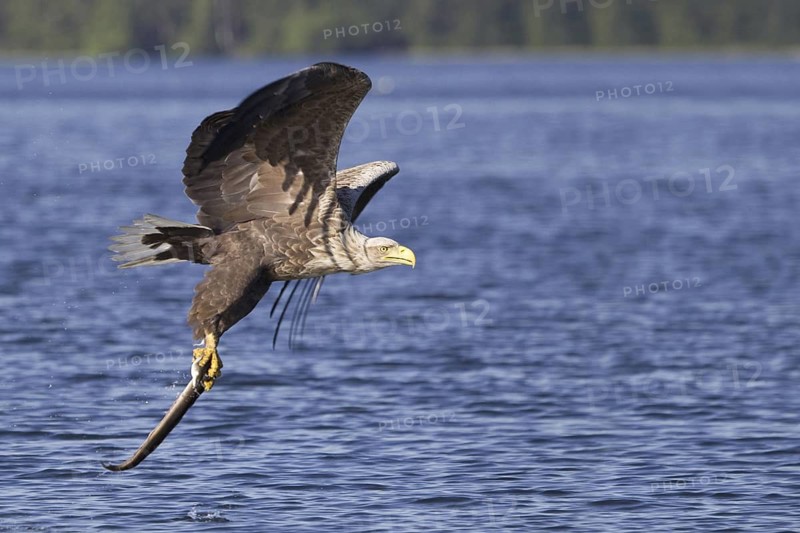 White-tailed Eagle (Haliaeetus albicilla) flying, Mecklenburg-Western Pomerania, Germany