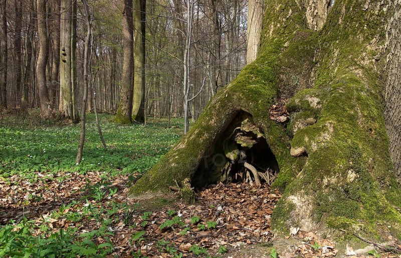 Germany, spring, Hainich, landscape, national park, Hainich national park, natural forest, abandonment of use, spring, total reserve, forest, wood