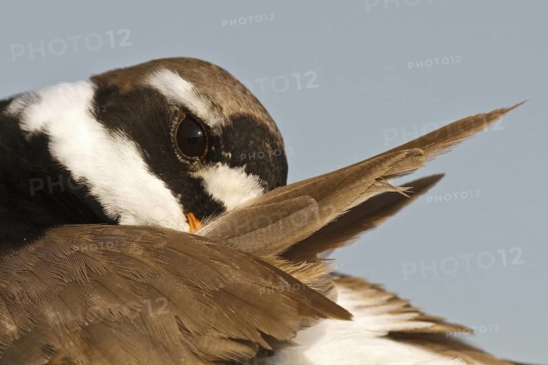 Common Ringed Plover (Charadrius hiaticula), Asturias, Spain