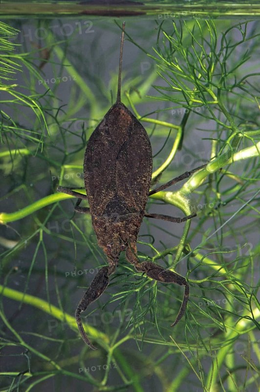 Nepa cinerea, water scorpion, aquatic, high size, portrait format, insects, bugs, water bugs