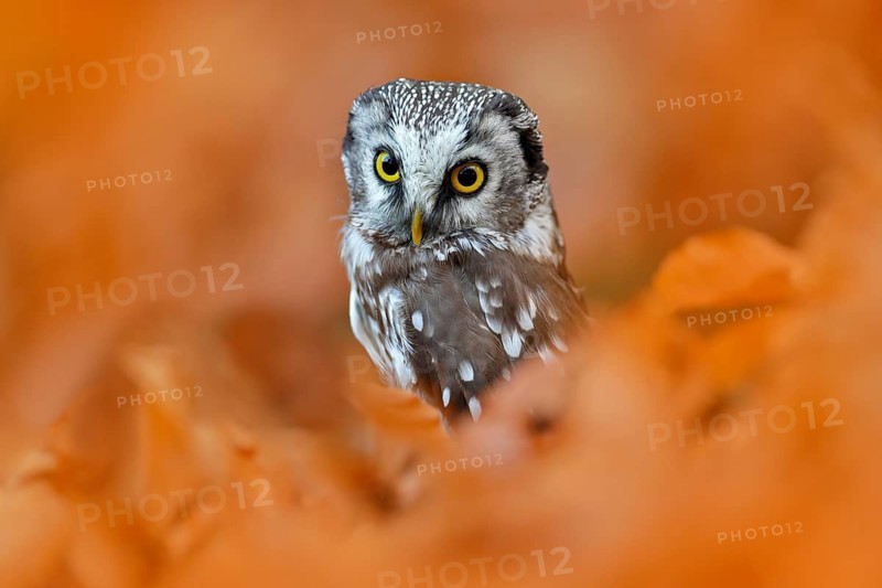 Owl, detail portrait of bird in the nature habitat, Germany. Fall wood in orange, Bird hidden in the orange leaves. Boreal owl with big yellow eyes in the autumn forest in central Europe. nature