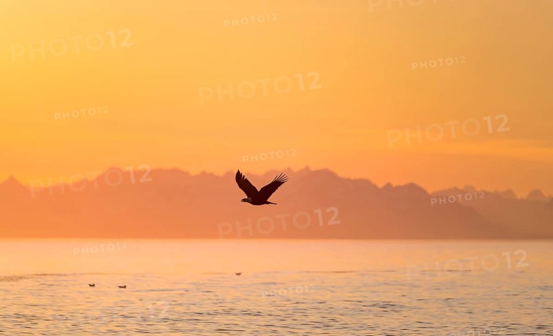 Bald eagle (Haliaeetus leucocephalus) flying in front of mountain silhouettes of the Aleutian chain, at sunset, picturesque golden light of the midnight sun, Cook Inlet, Anchor Point, Anchor River State Recreation Area, Alaska, USA