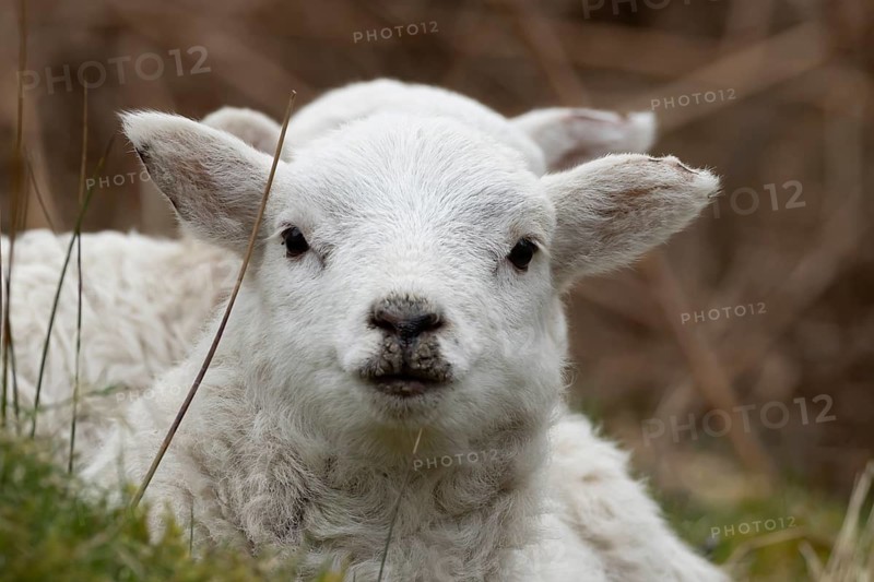Domestic sheep (Ovis aries) juvenile baby lamb farm animal head portrait in spring, England, United Kingdom