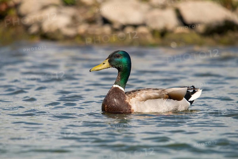 Anas platyrhynchos, mallard, mallard, anatidae, birds, ducks, ducks, ducks, male, birds, waterbirds, waterbirds