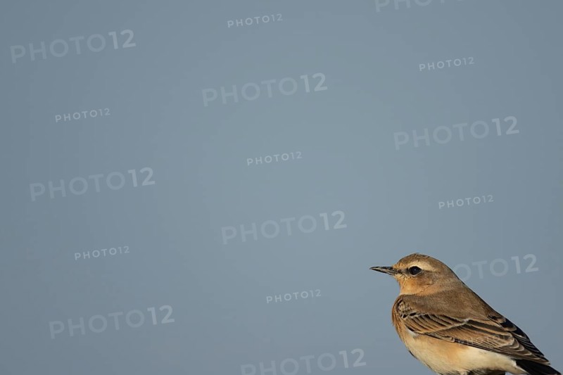 Northern wheatear (Oenanthe oenanthe) adult female bird on a fence, RSPB Frampton marsh nature reserve, Lincolnshire, England, United Kingdom