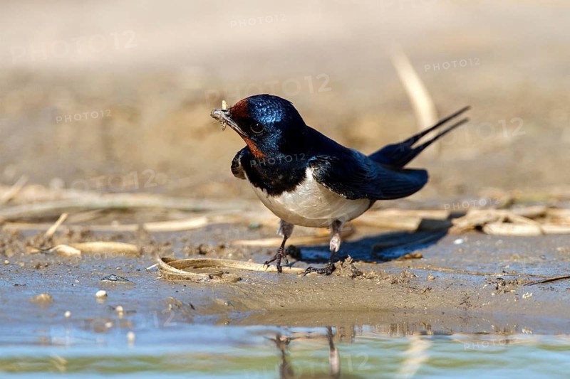 Barn Swallow (Hirundo rustica) looking for nesting material, Andalusia, Spain