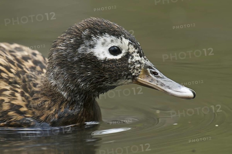 Laysan Duck (Anas laysanensis), Hawaii