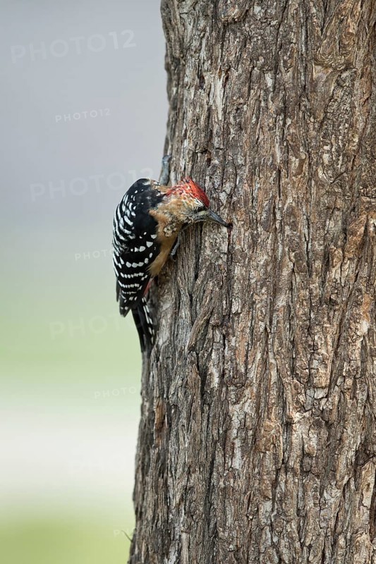 Rufous-bellied Woodpecker (Dendrocopos hyperythrus subrufinus) juvenile male foraging, Dornod Aimag, Mongolia