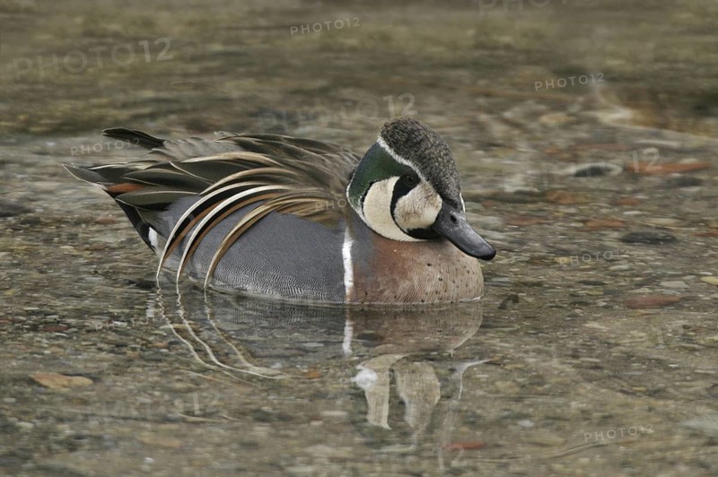 Baikal Teal (Sibirionetta formosa) male, Illinois, USA
