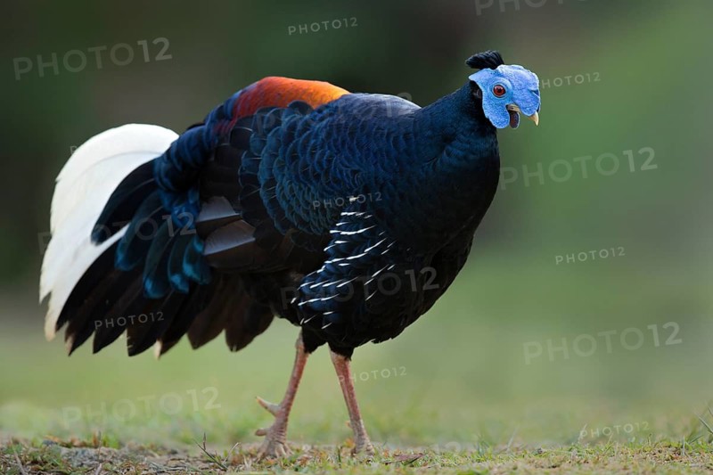 Crested Fireback (Lophura ignita rufa) male, Pahang, Malaysia