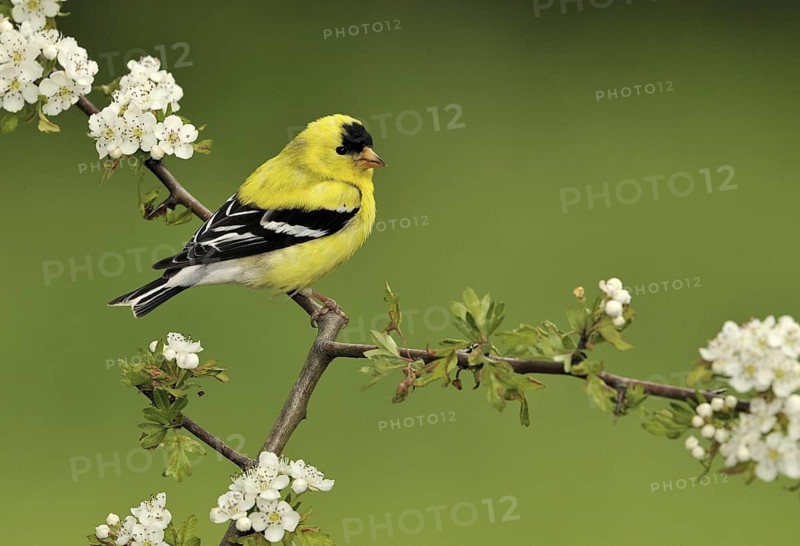 American Goldfinch (Spinus tristis) male, British Columbia, Canada