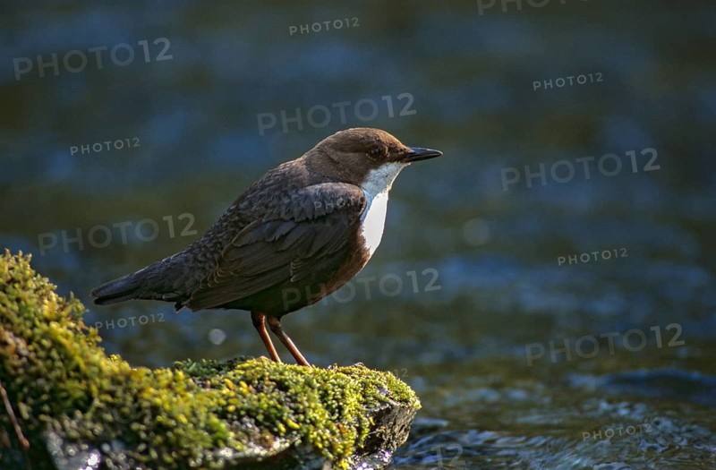 Cinclus cinclus, dippers, dippers, birds, leo, passeri, songbirds, birds