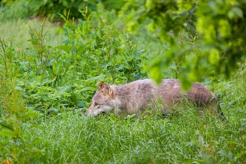 An adult male gray wolf (Canis lupus lupus) runs across a green meadow in hilly terrain