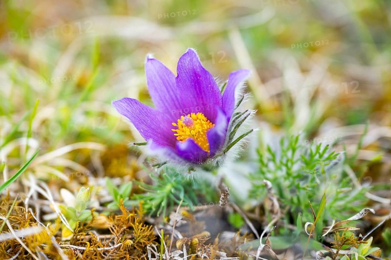 Pasque flower (Pulsatilla vulgaris), blooming, sunset, Bavaria, Germany