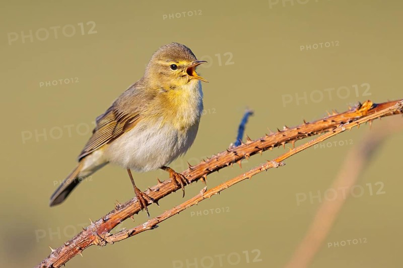 Willow Warbler, Willow Warbler, Phylloscopus trochilus, Pouillot fitis, Mosquitero Musical, Bad D¸rkheim district, Erpolzheim, Rhineland-Palatinate, Germany