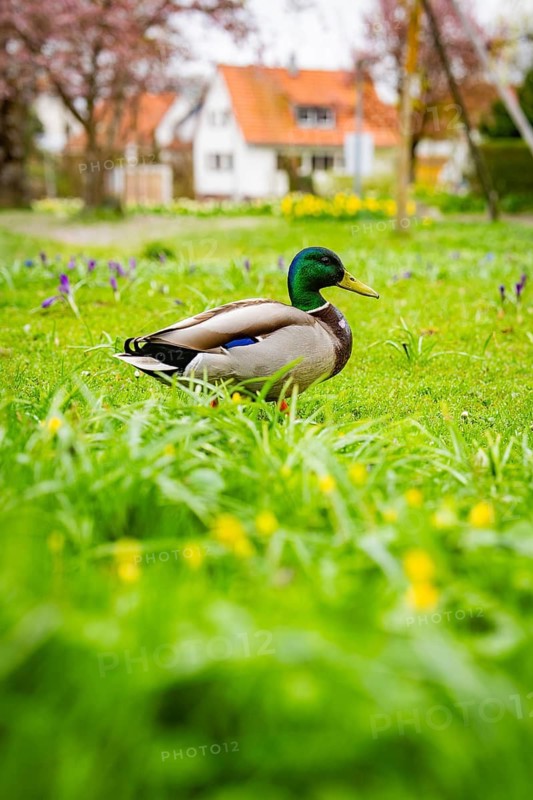Duck sitting in fresh spring grass, residential buildings can be seen in the background, Isny, Allgäu, Bavaria, Germany