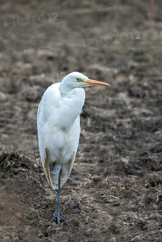 Egretta Alba, Great White Egret, Great Egret, Birds, Ciconiiformes, high size, portrait, walking birds, waitbirds, stork birds, birds