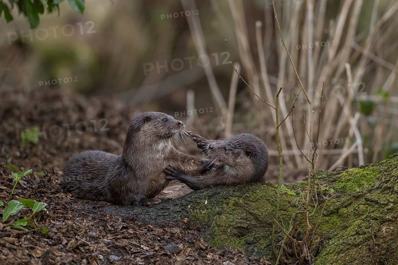 European otter (Lutra lutra) two juvenile young cubs playing on a river bank, Norfolk, England, United Kingdom