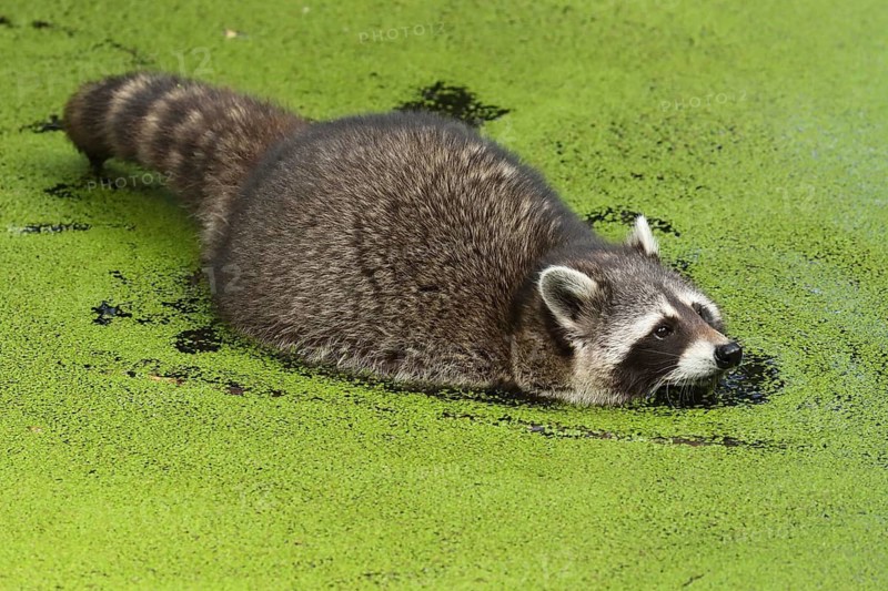 A raccoon swims leisurely through green water in the countryside, a raccoon (Procyon lotor) swims in a pond, Germany