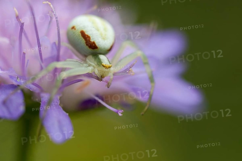 Arachnida, misumena vatia, arachnids, variable crab spider, arthropod, female, flower spider, arthropods, goldenrod crab spider, spiders, spiders, female