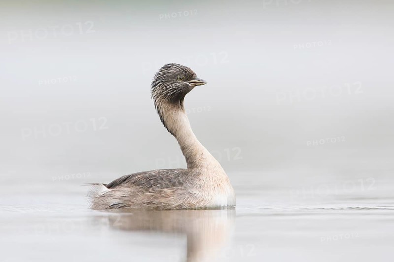 Hoary-headed Grebe (Poliocephalus poliocephalus), Victoria, Australia