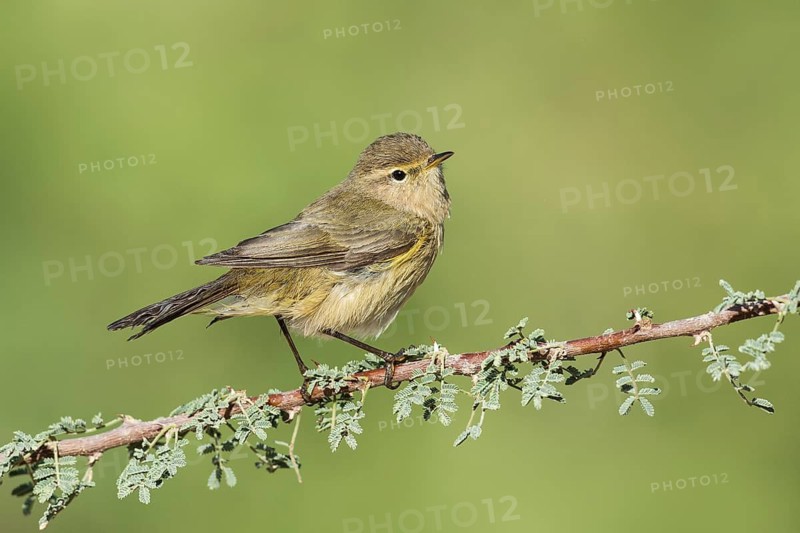 Common Chiffchaff (Phylloscopus collybita), Eilat, Israel