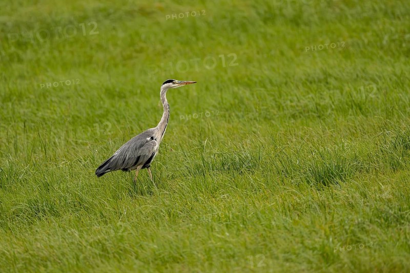 Grey heron (Ardea cinerea), Vulkaneifel, Rhineland-Palatinate, Germany