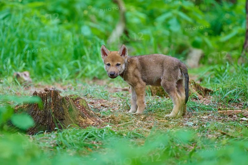 A wolf cub in a dense forest looks around curiously beside a tree stump, summer, wolf (Canis lupus), Germany