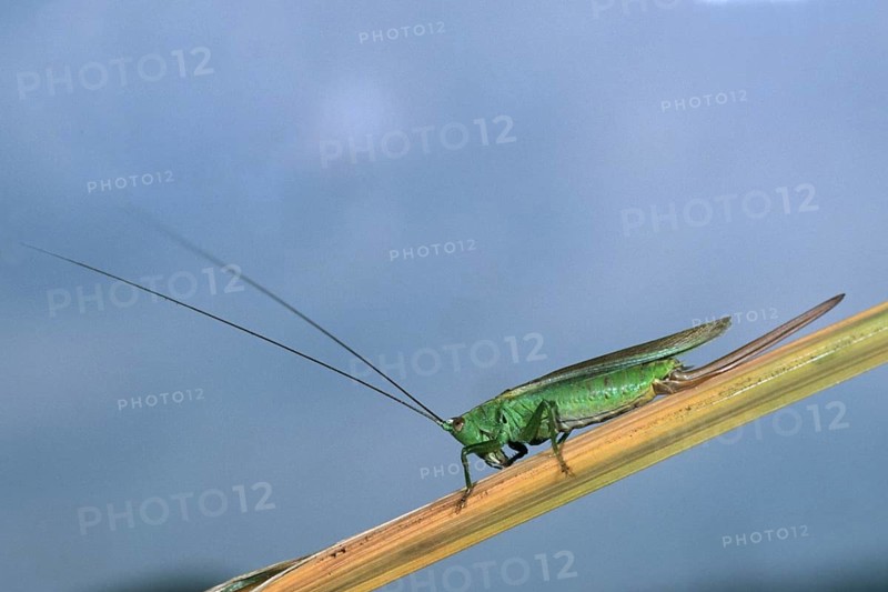 Conocephalus discolor, grasshoppers, long-winged swordscare, grasshoppers, insects, insects