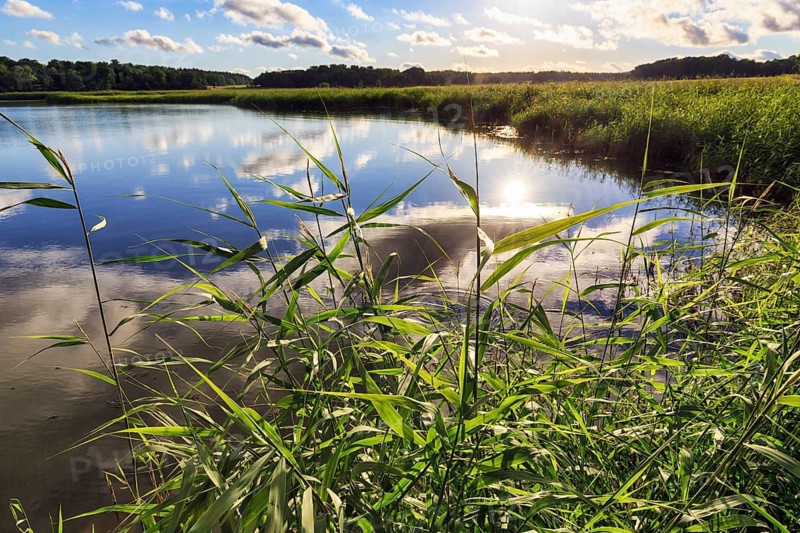 Idyllic lake landscape with reeds (Phragmites), reflection of sunbeams on water surface, Tullgarn Castle, Trosa, Södertälje, Södermanland, Sweden