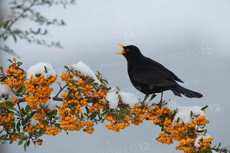 Common Blackbird (Turdus merula) male feeding on Firethorn (Pyracantha) berries, Saxony, Germany