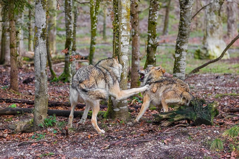 Two adult eurasian gray wolves (Canis lupus lupus) meet in a forest and show social behavior