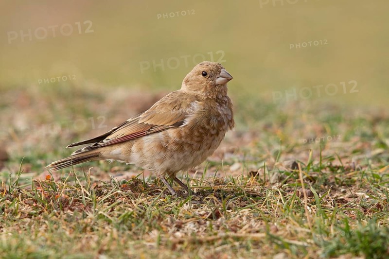 Eurasian Crimson-winged Finch (Rhodopechys sanguineus) female, Morocco