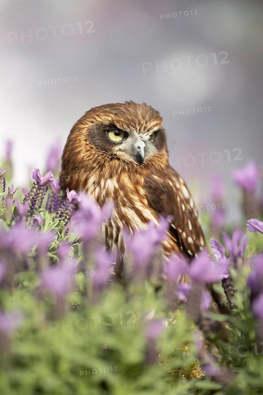 Morepork (Ninox novaeseelandiae), captive, Germany