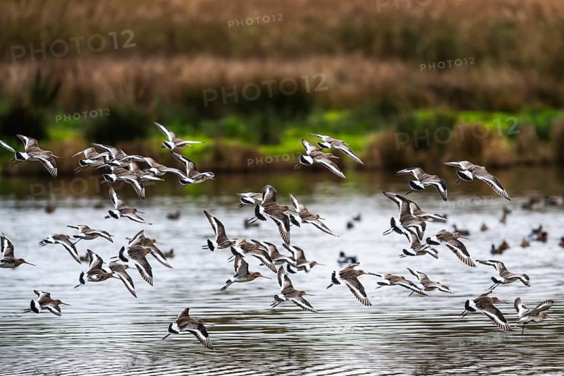 Black-tailed Godwits, Limosa limosa, birds in flight over marshes