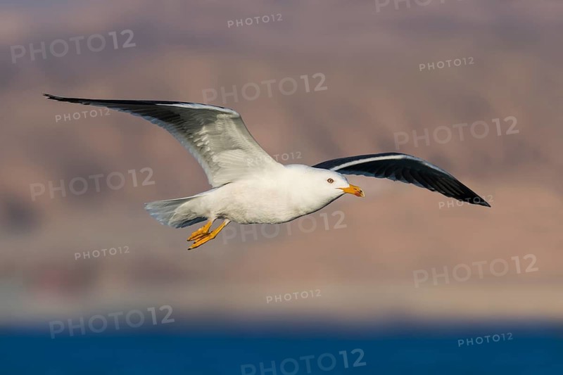 Lesser Black-backed Gull (Larus fuscus) flying, Eilat, Israel