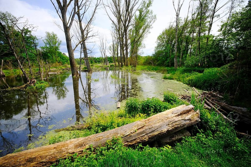 Germany, Hesse, Heusenstamm – floodplain of the Bieber stream (formerly Renigishausen)