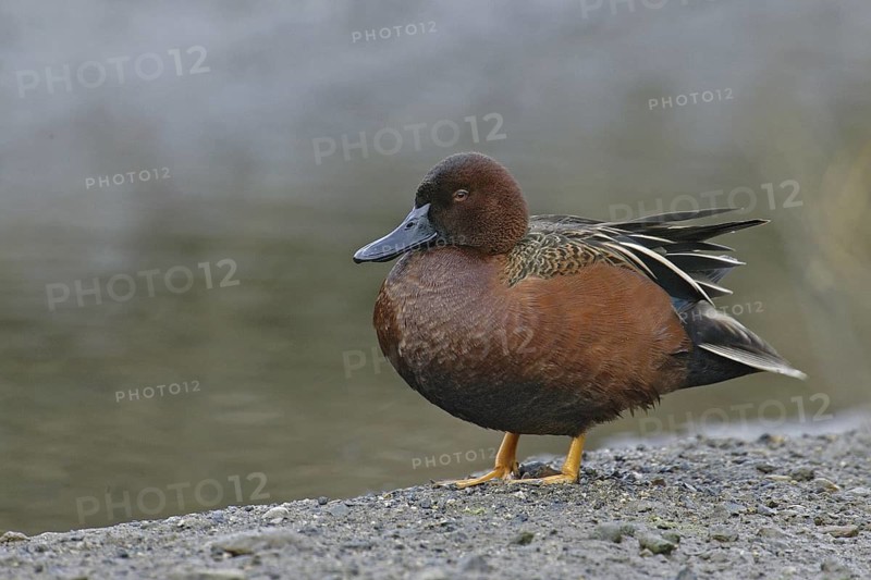 Cinnamon Teal (Spatula cyanoptera) male, California, USA
