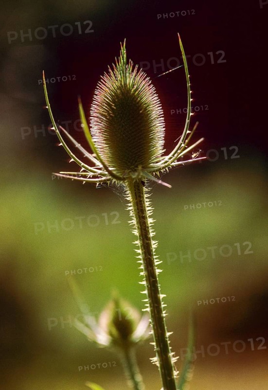 Dipsacaceae, Dipsacus Fullonum, Dipsacus Fullonus, Dipsacus Sylvestris, Card, Wild Card, Flora, Fuller's Teasel, High Size, Portrait Format, Plants, Wild Teasel