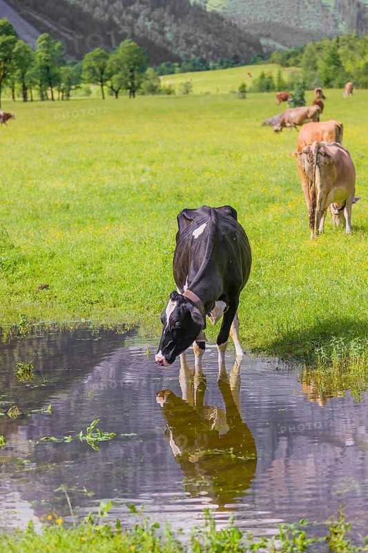 Holstein Friesian cattle stand on a green meadow at a puddle and drink. A reflection of the cows and the mountains can be seen in the puddle. Eng Valley, Austria