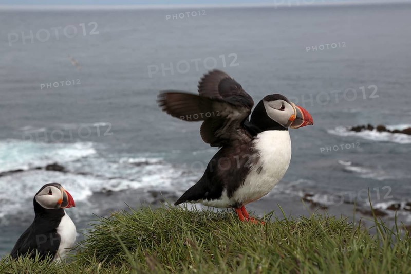 Atlantic Puffin, Common Puffin. Fratercula arctica, at the cliffs of Latrabjarg, Iceland