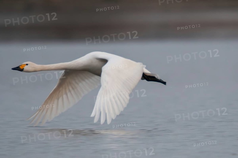Bewick's Swan, Cygnus Bewickii, Tundra Swan, Dwarf Swan, Anatidae, Birds, Duckbirds, Flying, Flight, Swan, Swans, Birds, Waterbirds