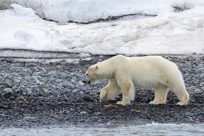 Lone polar bear (Ursus maritimus) walking on shingle beach along the Svalbard coast in summer, Spitsbergen, Norway