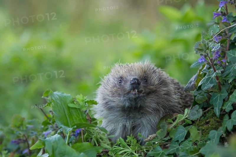 European hedgehog (Erinaceus europaeus) adult animal in a woodland in the spring, England, United Kingdom