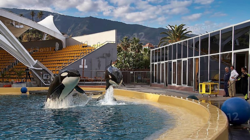 Two orcas jumping in the water basin in front of an open-air grandstand, Orcas (Orcinus orca), Orca show, Whales, Killer whales, Animal show, Loro Parque, Puerto de la Cruz, Tenerife, Canary Islands, Spain