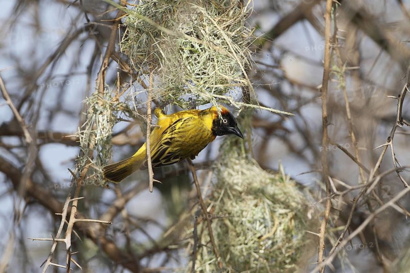 Lesser Masked Weaver, Ploceus intermedius
